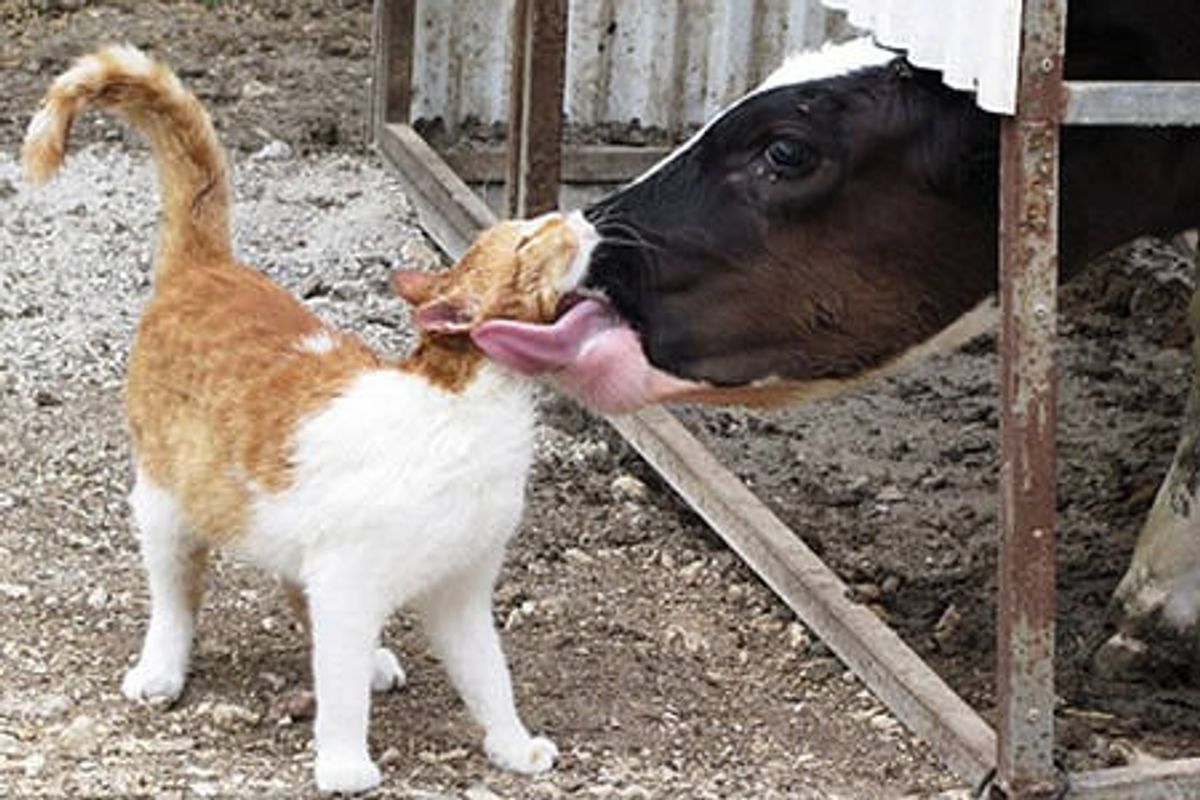 Stray Cat Visits Farm Cow Every Day For Love And Affection