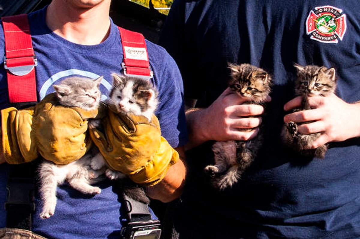 Kittens Saved And Adopted By Firefighters