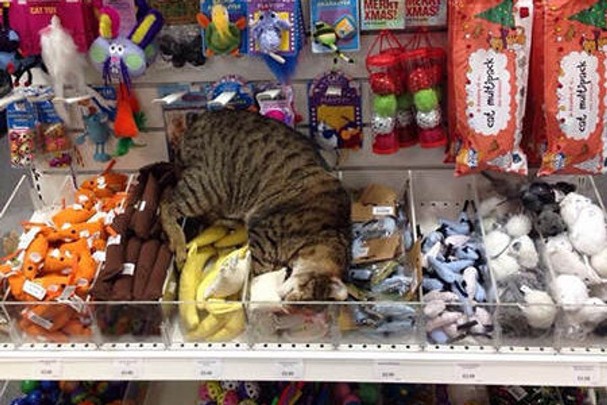 Stray Cat Wanders Into Pet Supply Store