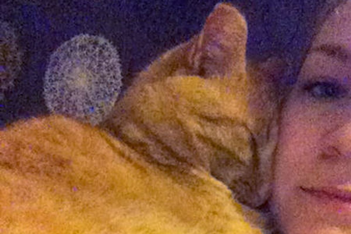 Homeless Cat Finds Love And Home