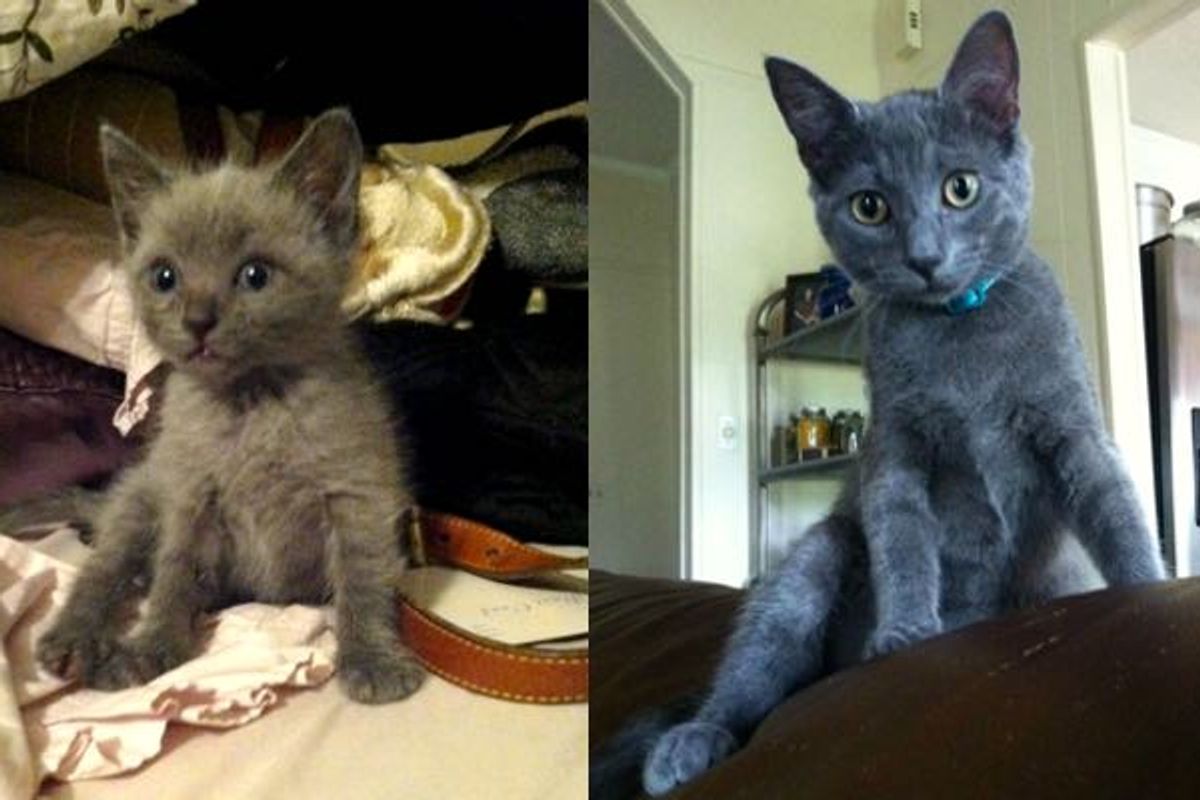 Blue Kitten Found at Abandoned House is Given a Real Home