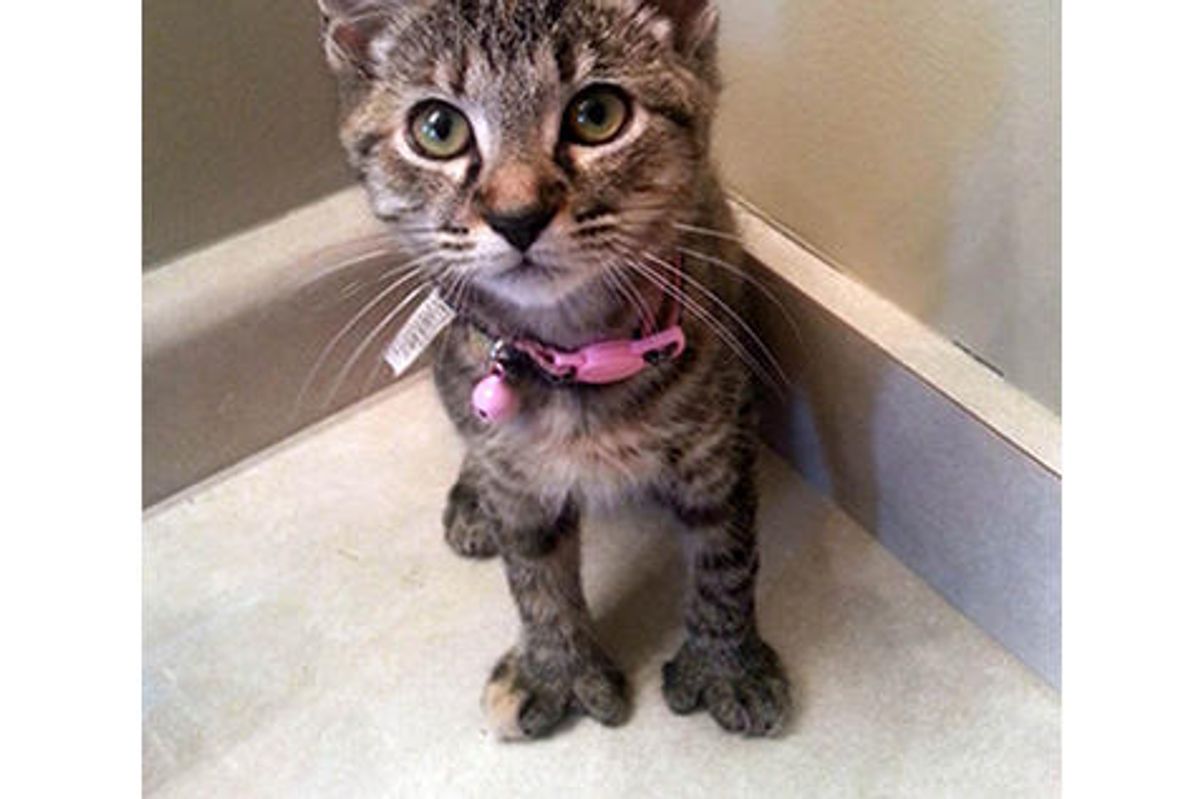 Thumbelina The Cat With Opposable Thumbs