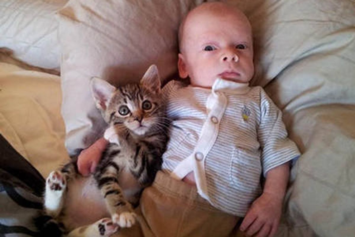 Foster Kitten And Her Little Human