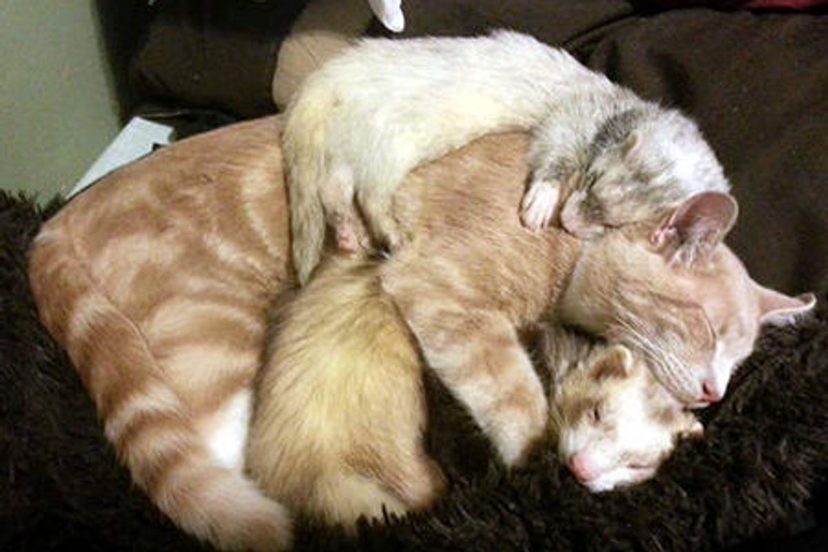 Kitty Grew Up With Ferrets