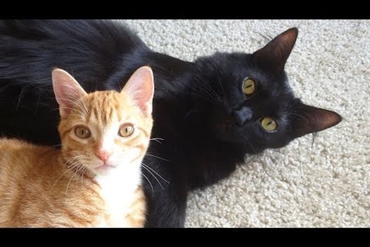 Every Day Is Cat Day