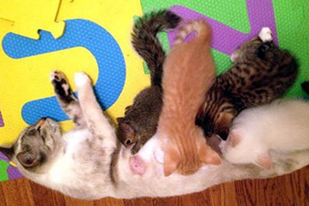 Mother Cat Adopts Orphan Squirrels