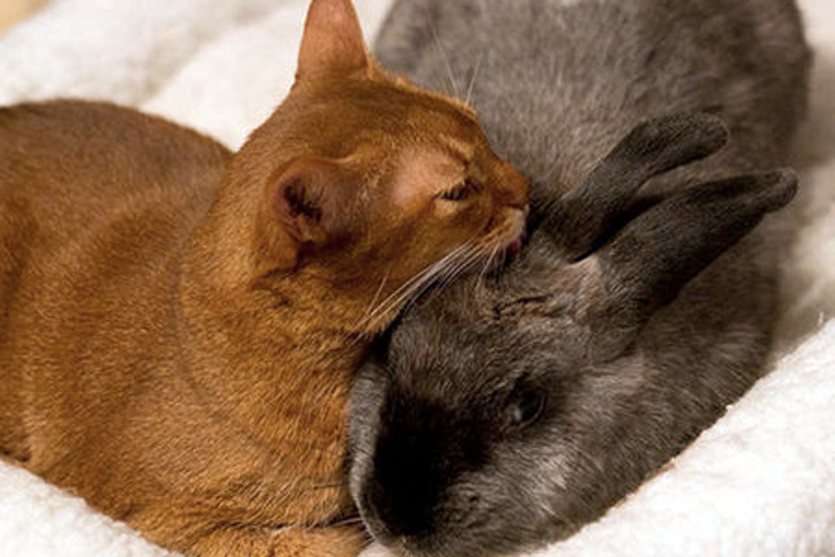 Rescue Cat Finds Friendship With Rescue Rabbit