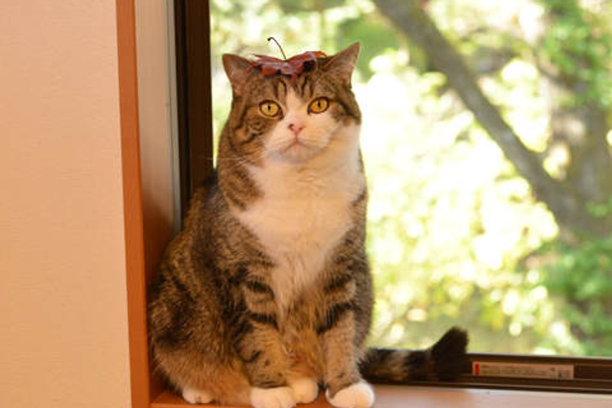 Maru Climbs Ladder