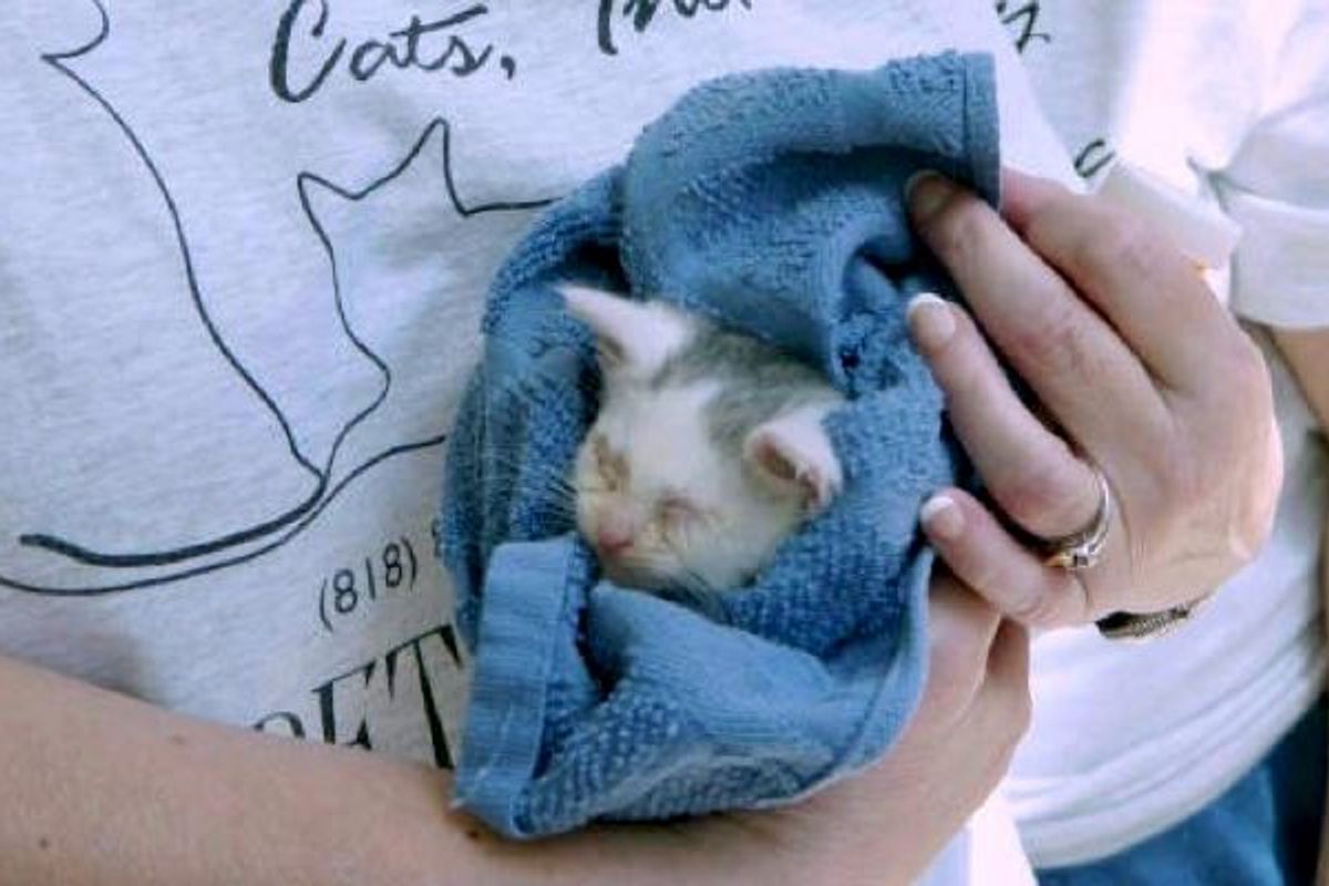 They Saw Through Wall to Rescue Tiny Kitten