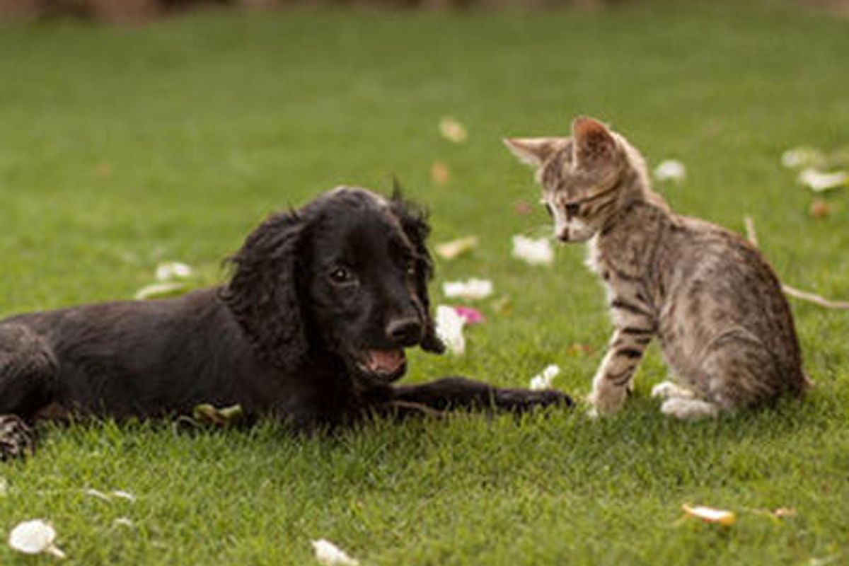 Stray Cat And His Spaniel Grow Up Together