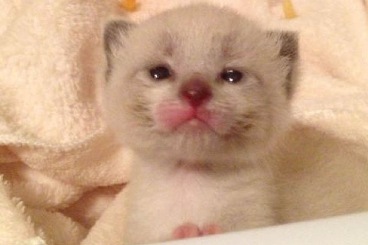 3 Day Old Orphan Kitten Gets A Brand New Life