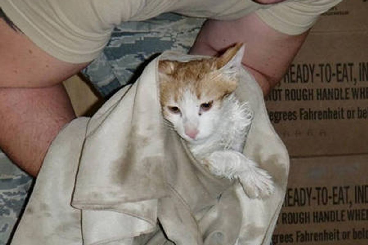 Rescue Kitten Touches The Hearts Of Soldiers
