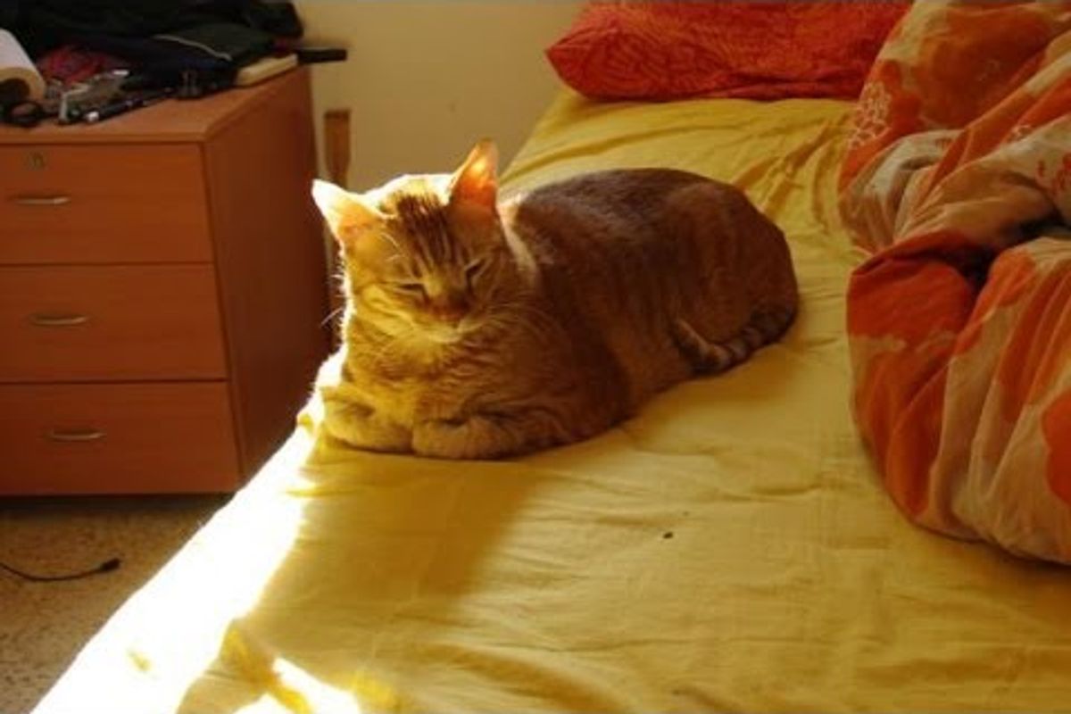 Sunbathing Kitty Timelapse
