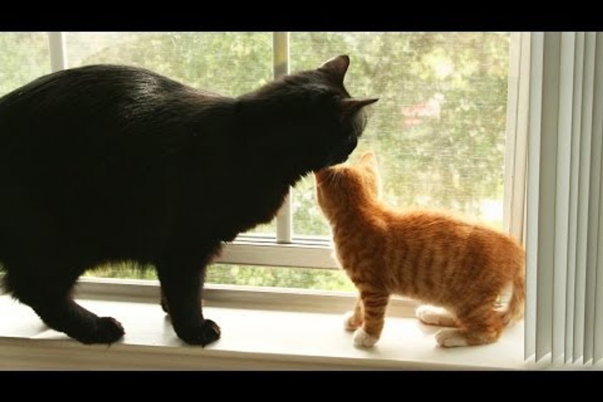 When Cole Met Marmalade...