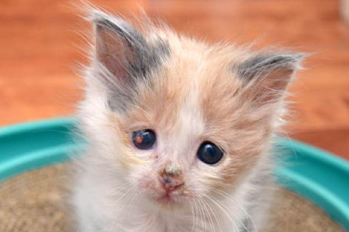 Blind Kitten Healing Thanks To Saving Grace