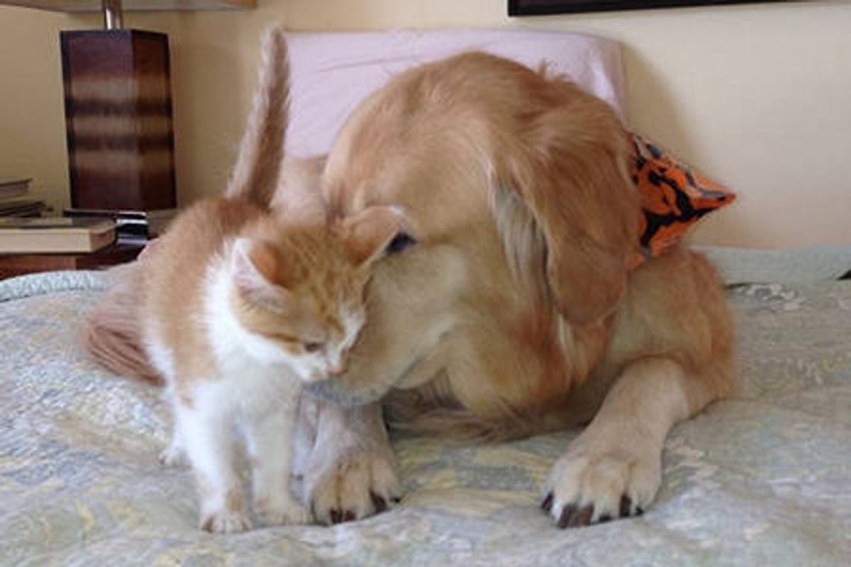 Foster Kitten And Golden Retriever - Inseparable Friends