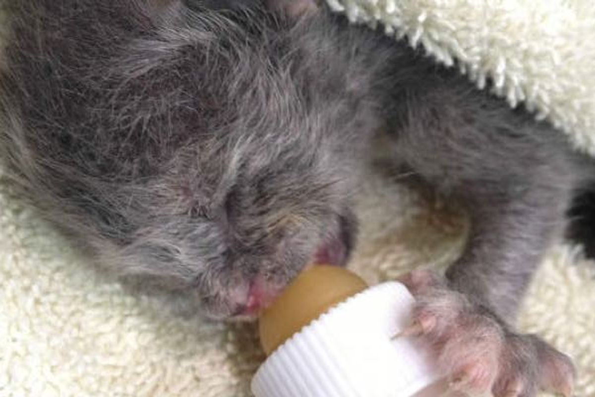 Woman Fights to Save Orphaned Kitten that No Shelter Wants to Keep
