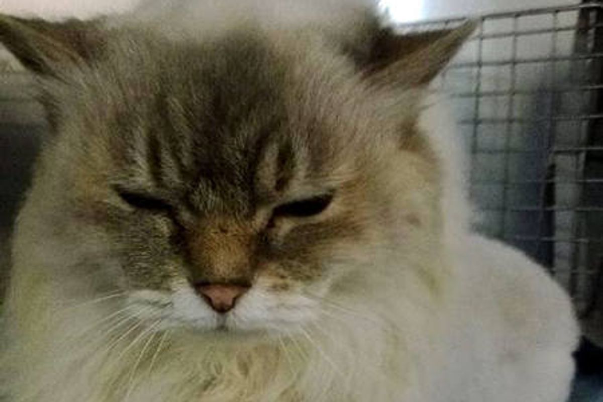 14 Year Old Cat Saved & Adopted By Vet Tech