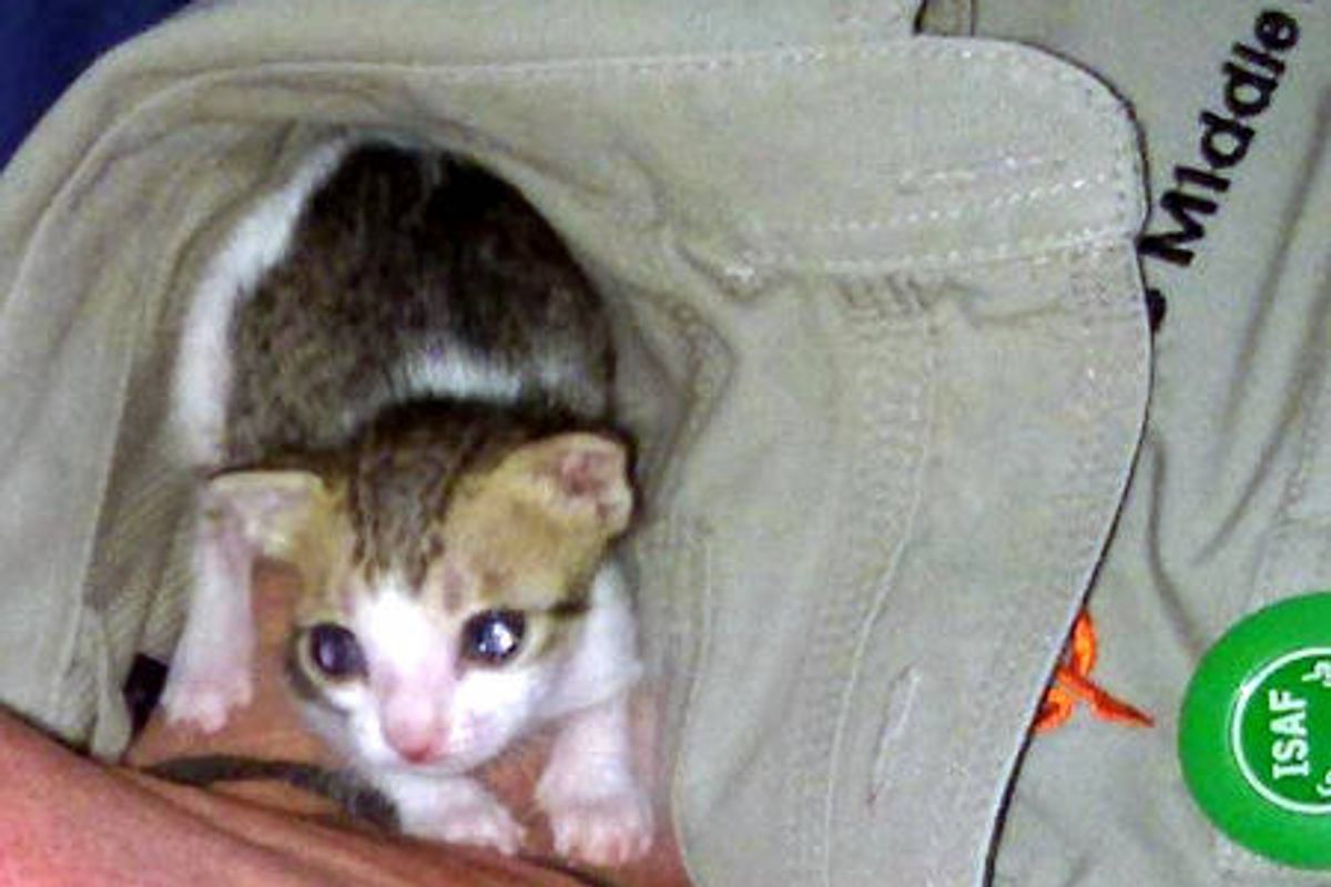 Kitty's Rescue Journey From Dubai To Afghanistan Finally Home In America