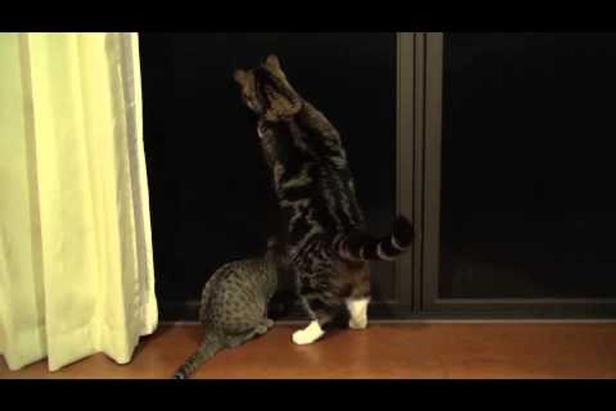 Maru And Hana In The Night