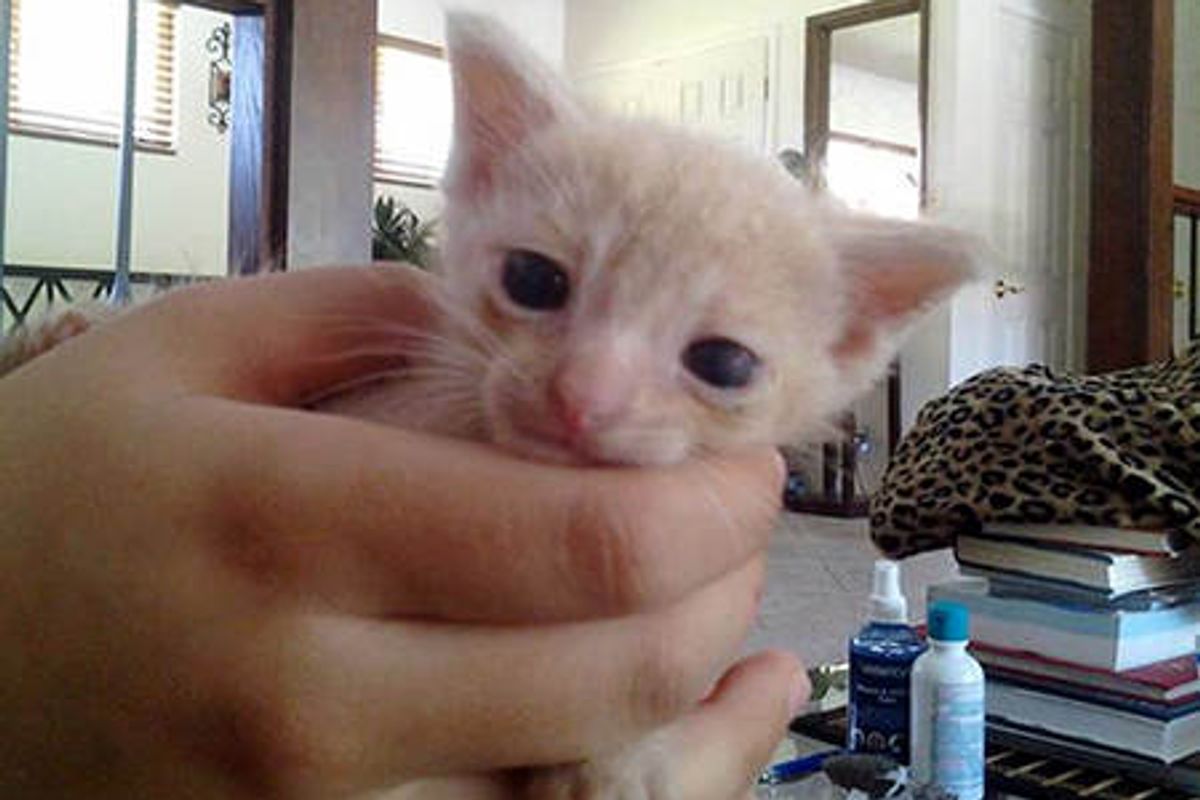 Jack The Cactus Kitty: Journey To Happiness