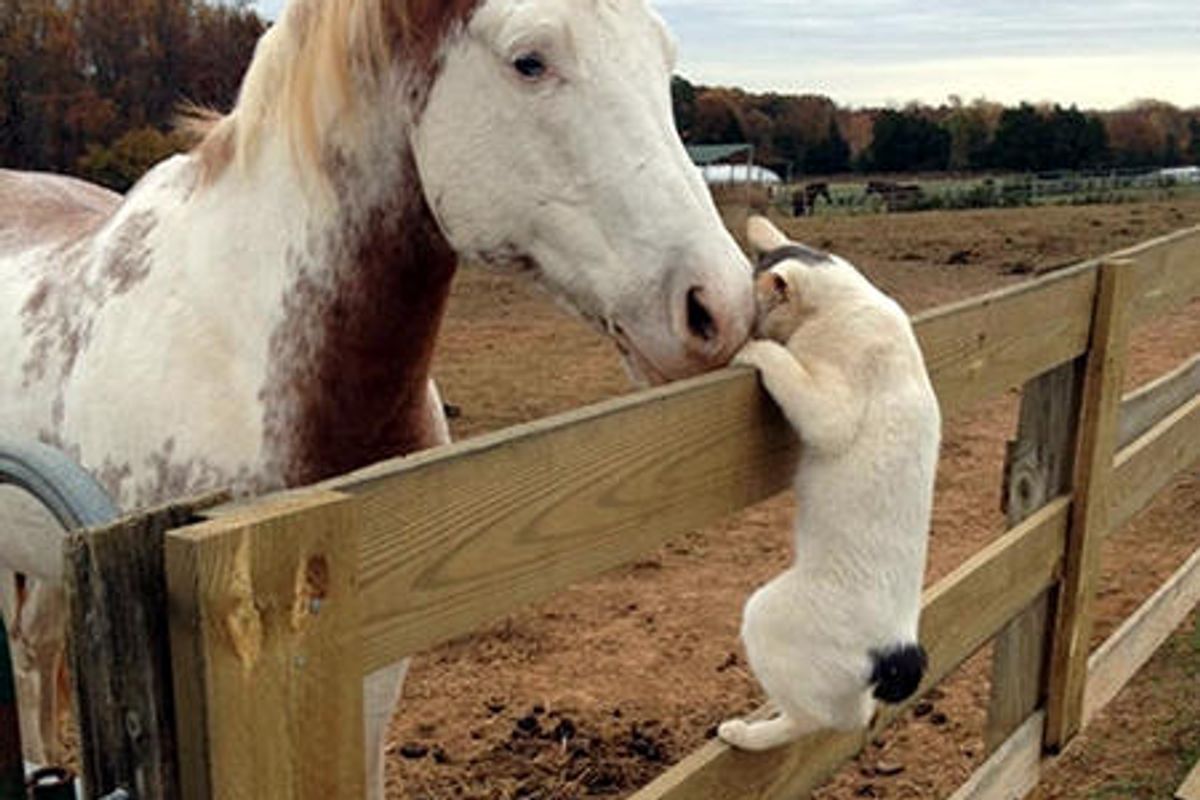 Barn Cat Visits Horse