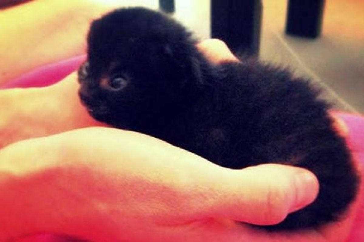 Pirate The Tripawd Miracle Kitty