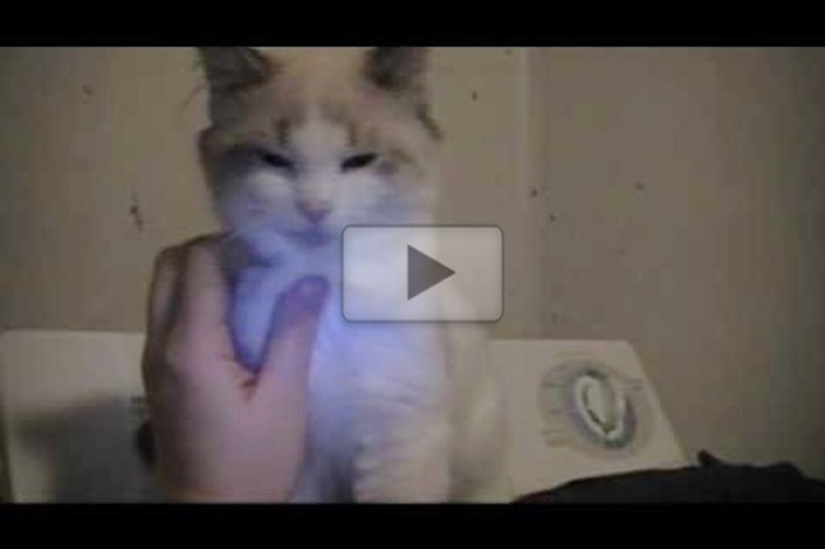 Kitty Demands More Petting