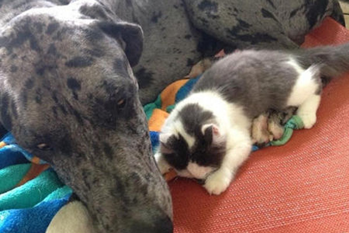 Tiny Orphan Cat Adopted By Gentle Giant Great Dane