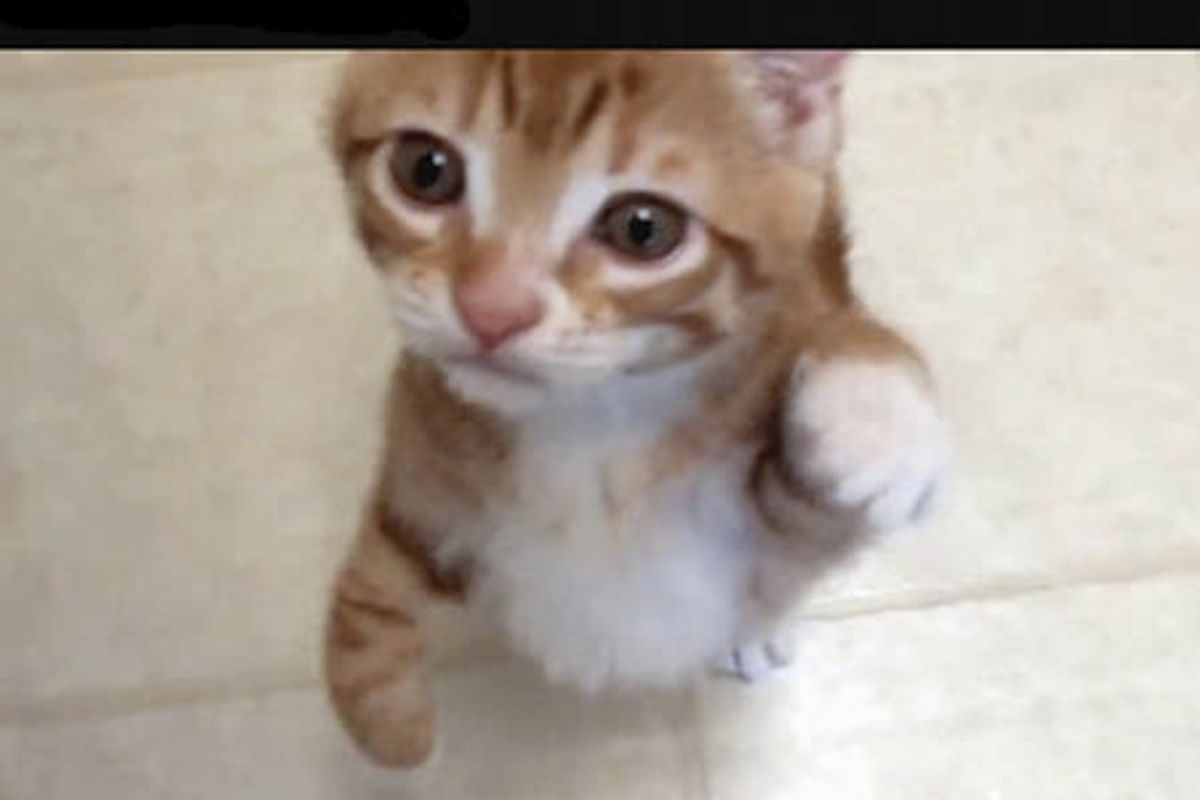 What Does the Kitten Say?