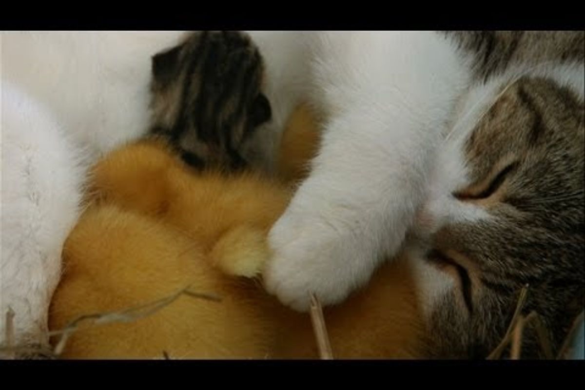 Cat Cuddles Kittens And Adopted Ducklings