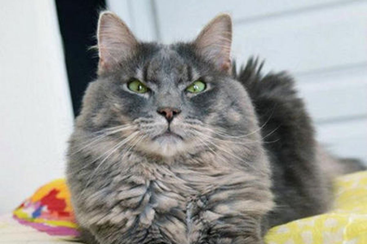 Bowser The Majestic Beast