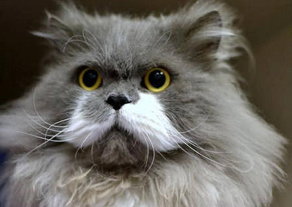 Owlbert The Mustache Cat Who Looks Like An Owl