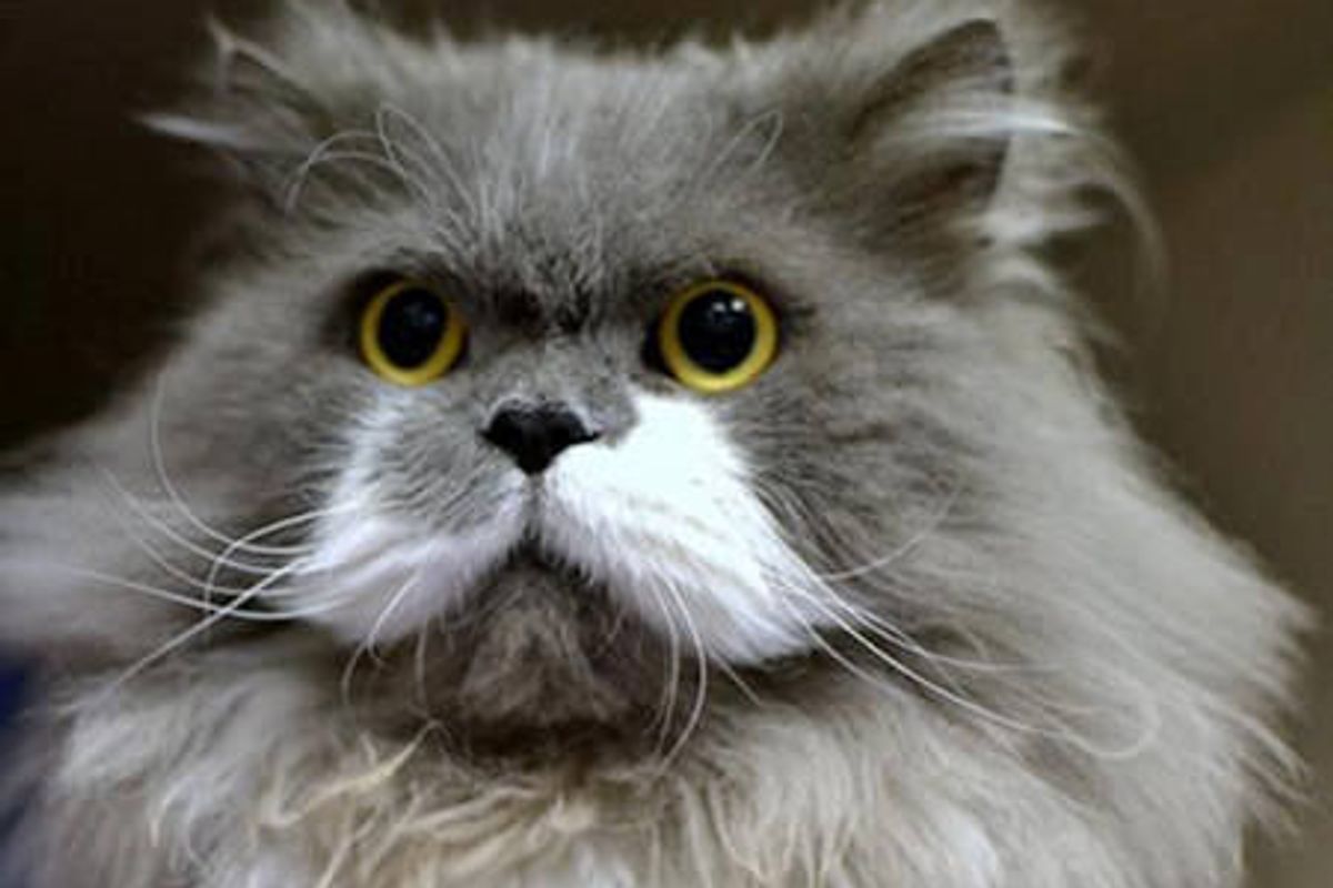 Owlbert The Mustache Cat Who Looks Like An Owl