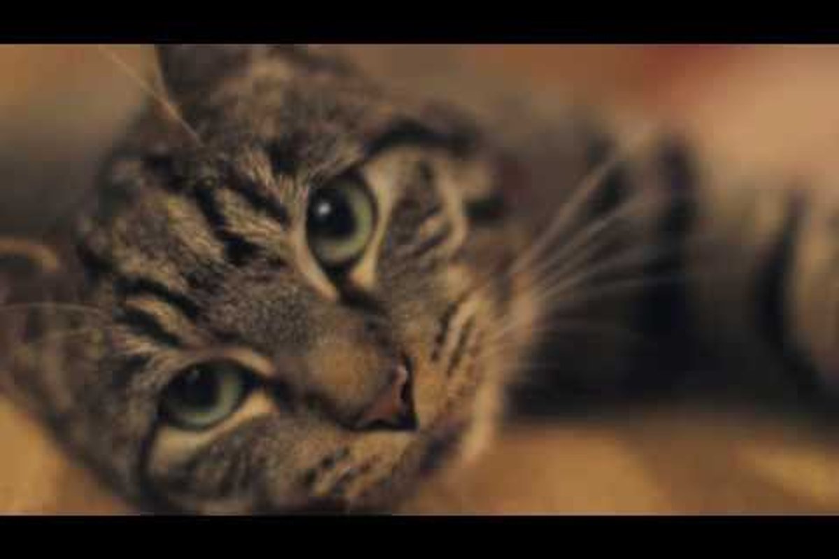 A Cat's Guide To Taking Care Of Your Human