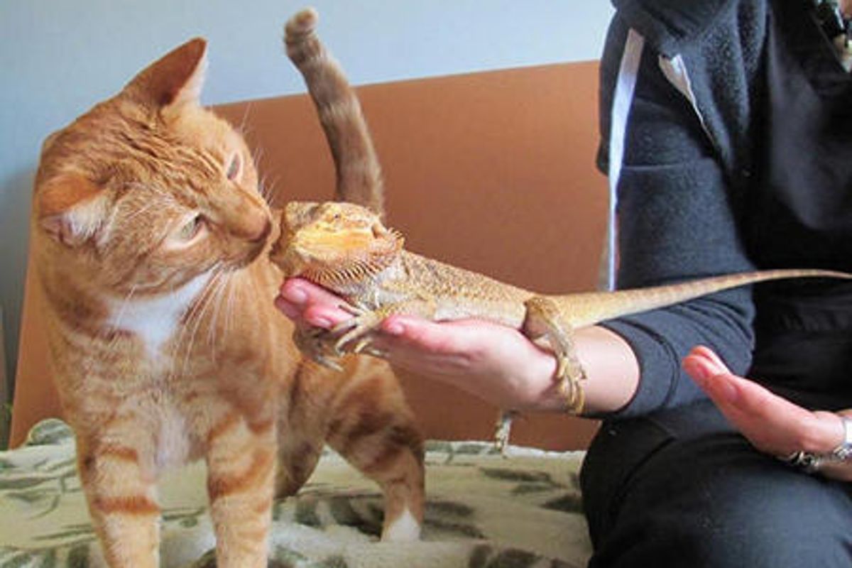 Ginger Cat Meets Bearded Dragon