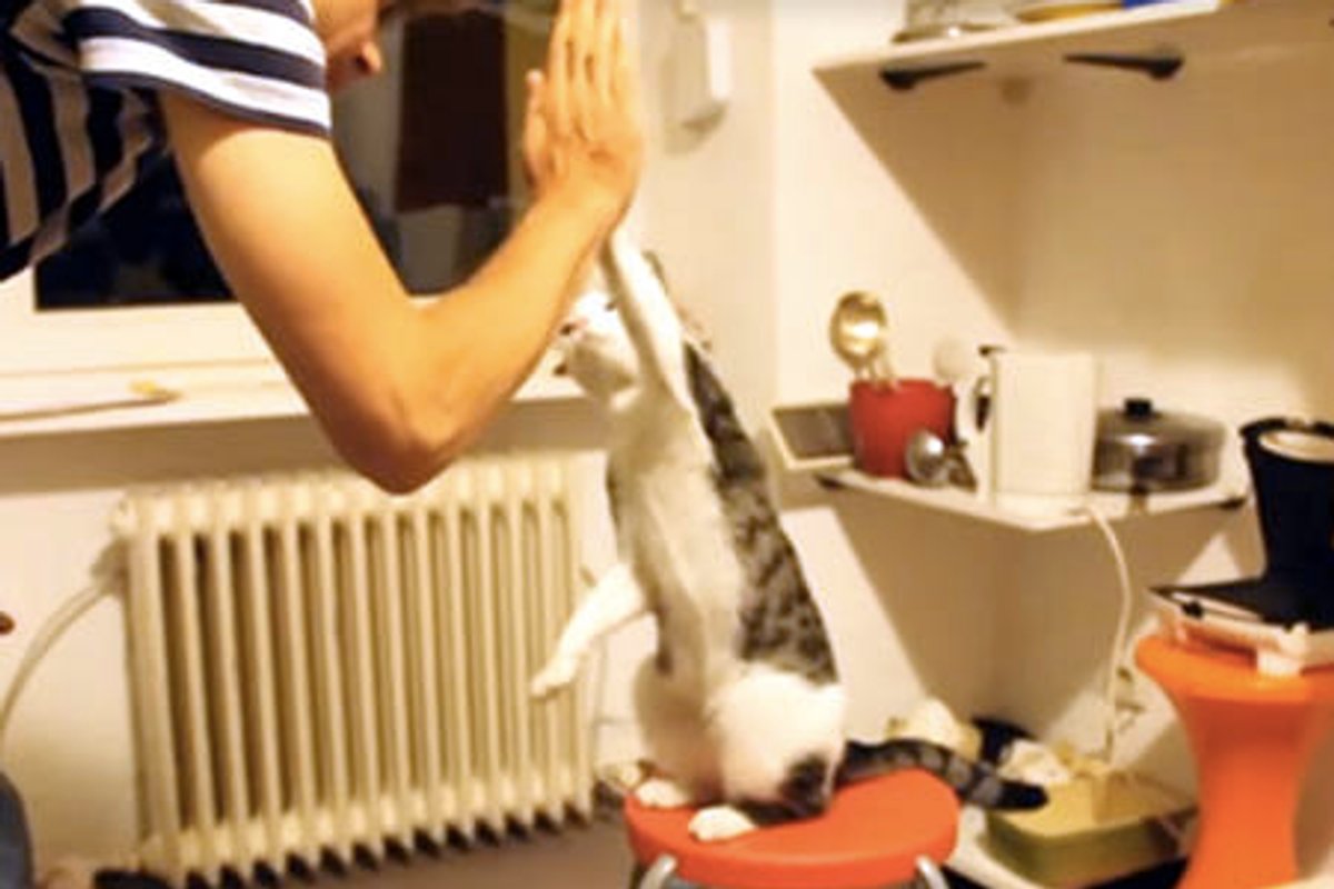 Cats Giving High Fives