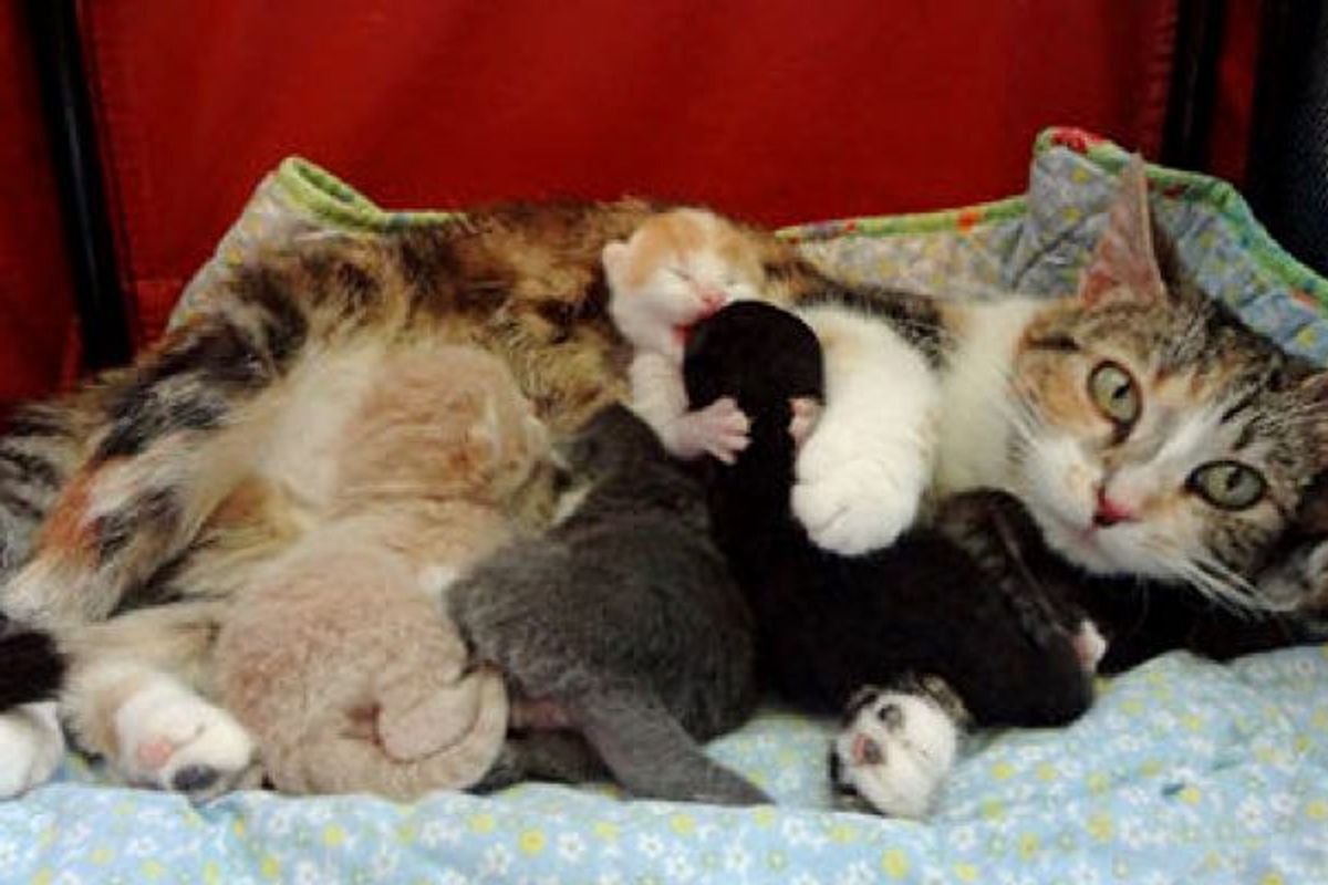 Love And Dedication Of A Stray Cat Mama