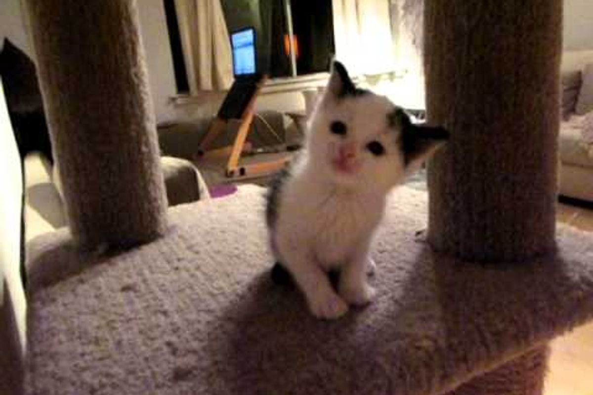 Adorable Squeaky Cow-bert