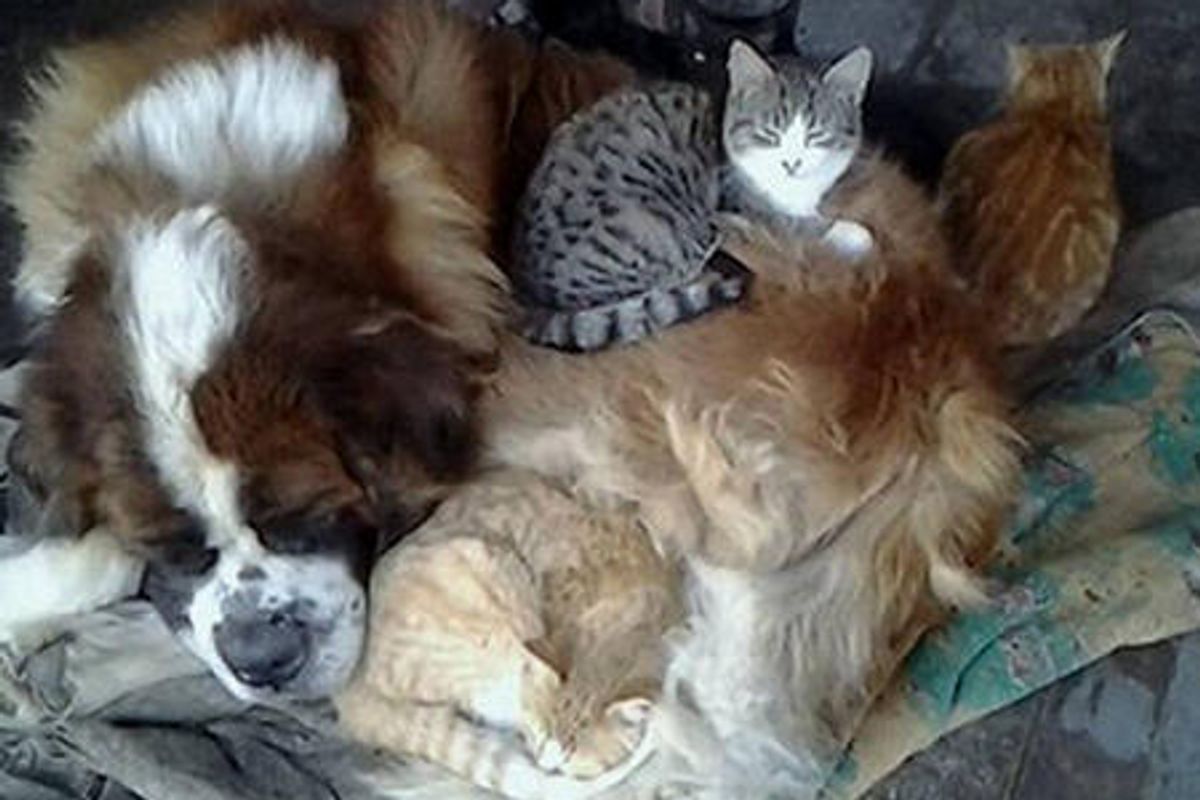 St. Bernard Keeps Stray Cats Warm Every Night