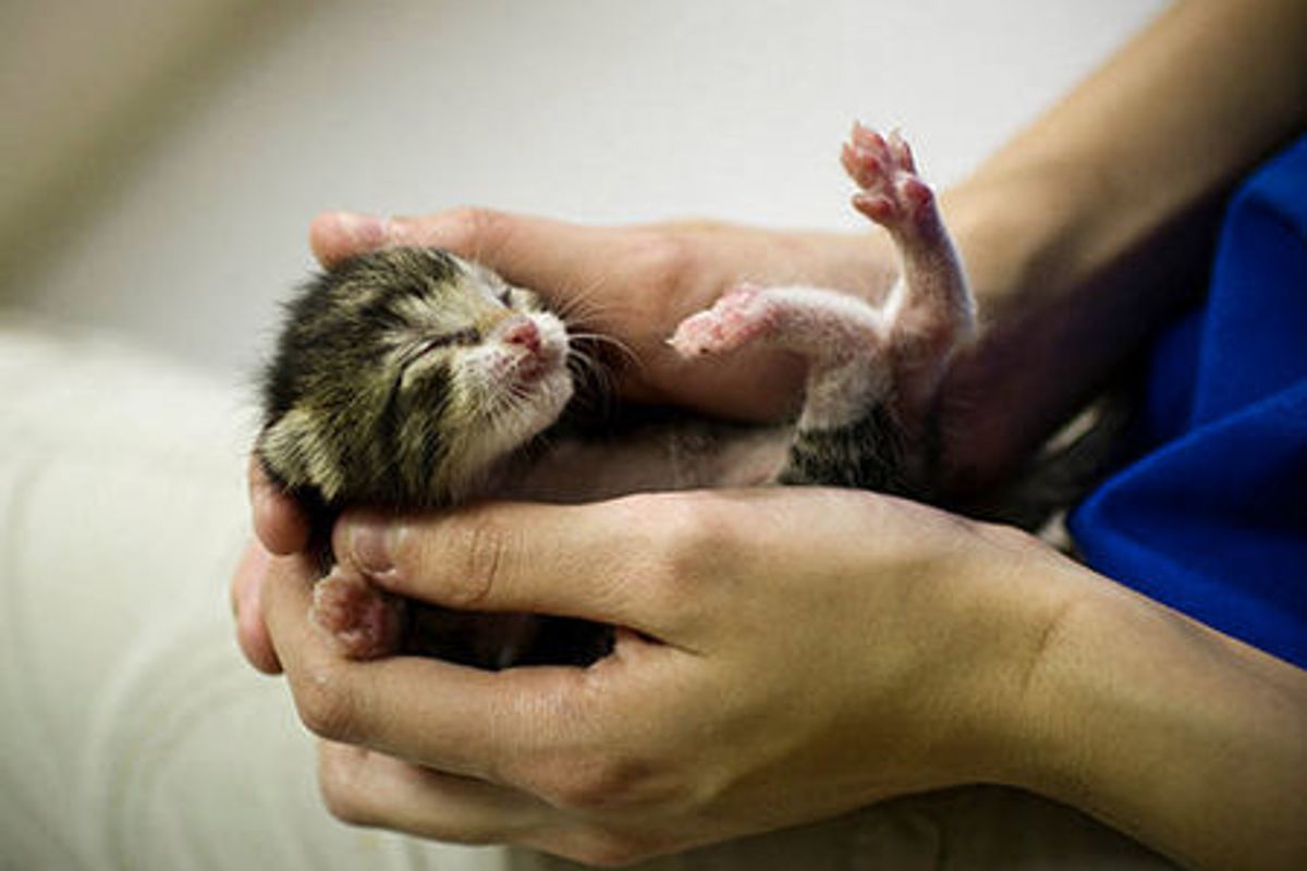 A Happy and Thankful Rescue Kitty, Then and Now!