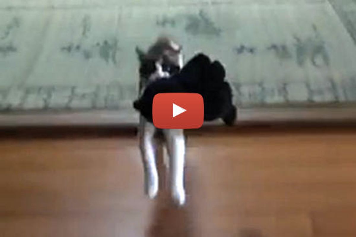 Cat Fetches Big Toy