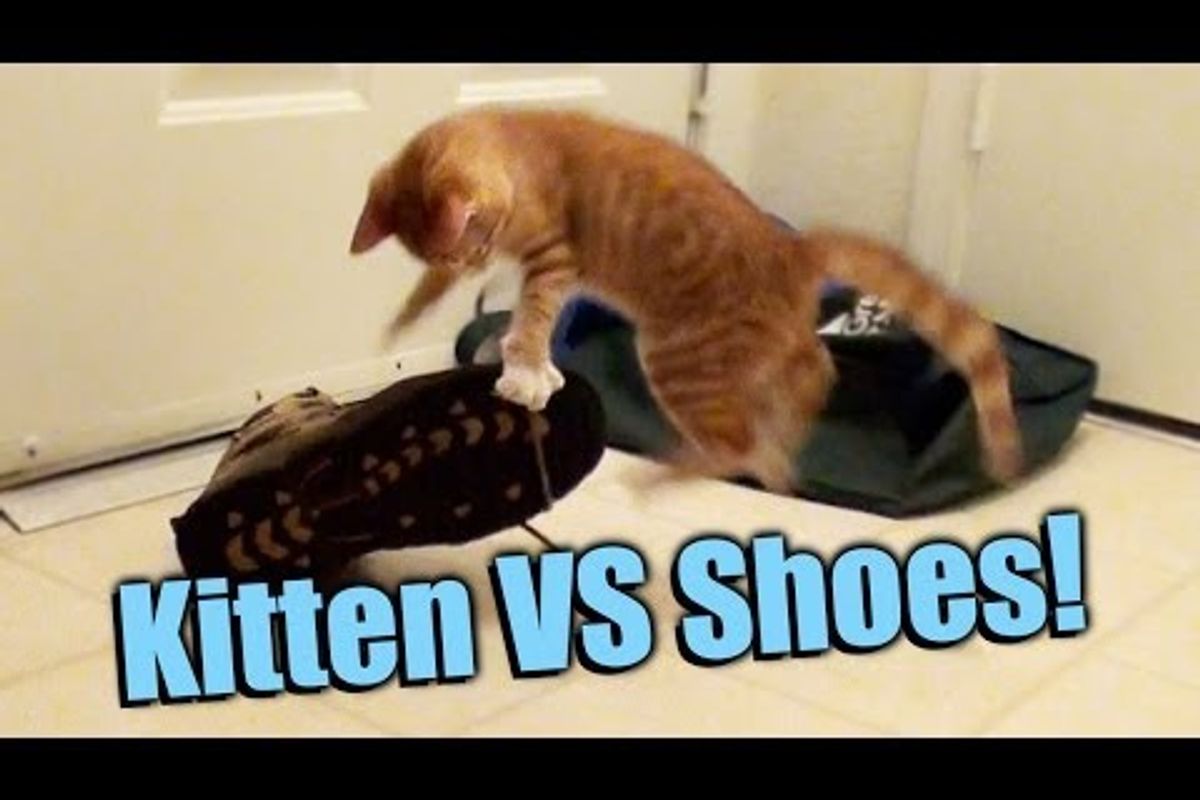 Kitten VS Shoes!