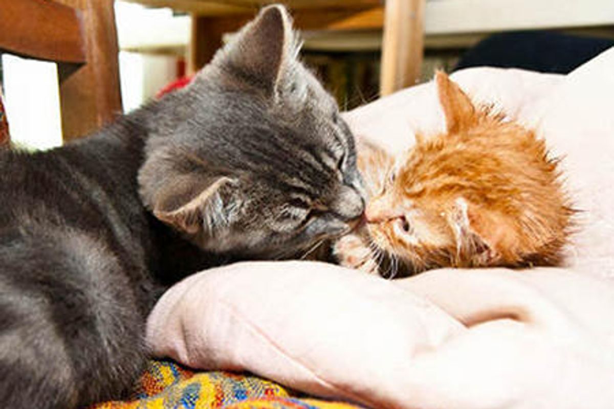 Rescue Cat Loves And Cares For Orphan Kitten