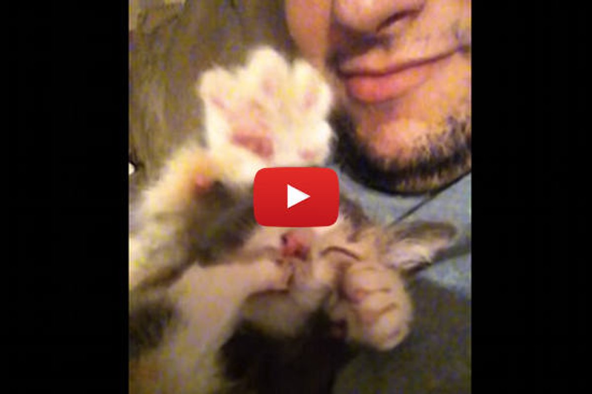 Kitten Thumb Sucking