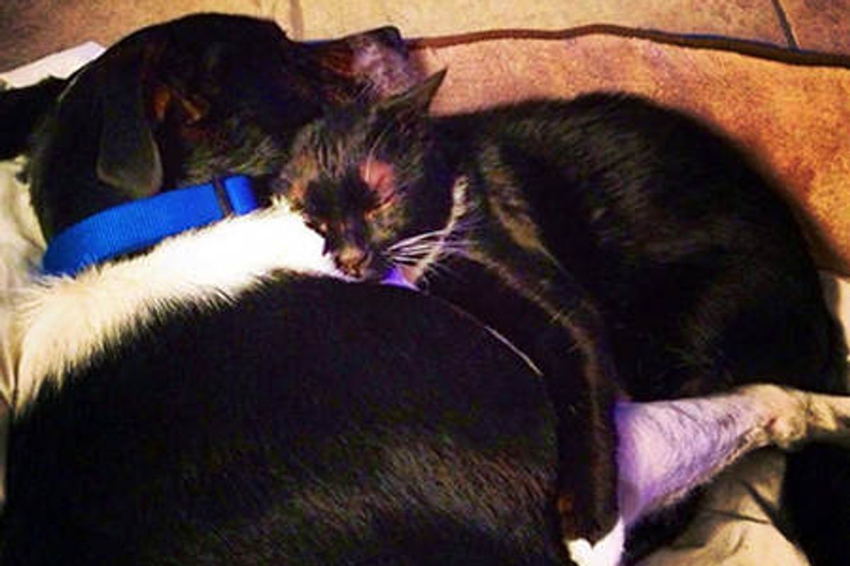 Stray Cat Waits Every Day To See His Dog Friend