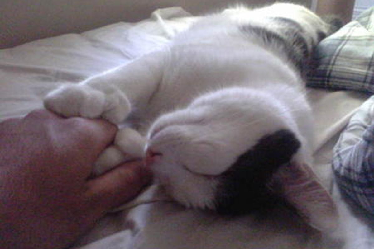 Cat With Opposable Thumbs "Holds Hands" With His Human While Sleeping