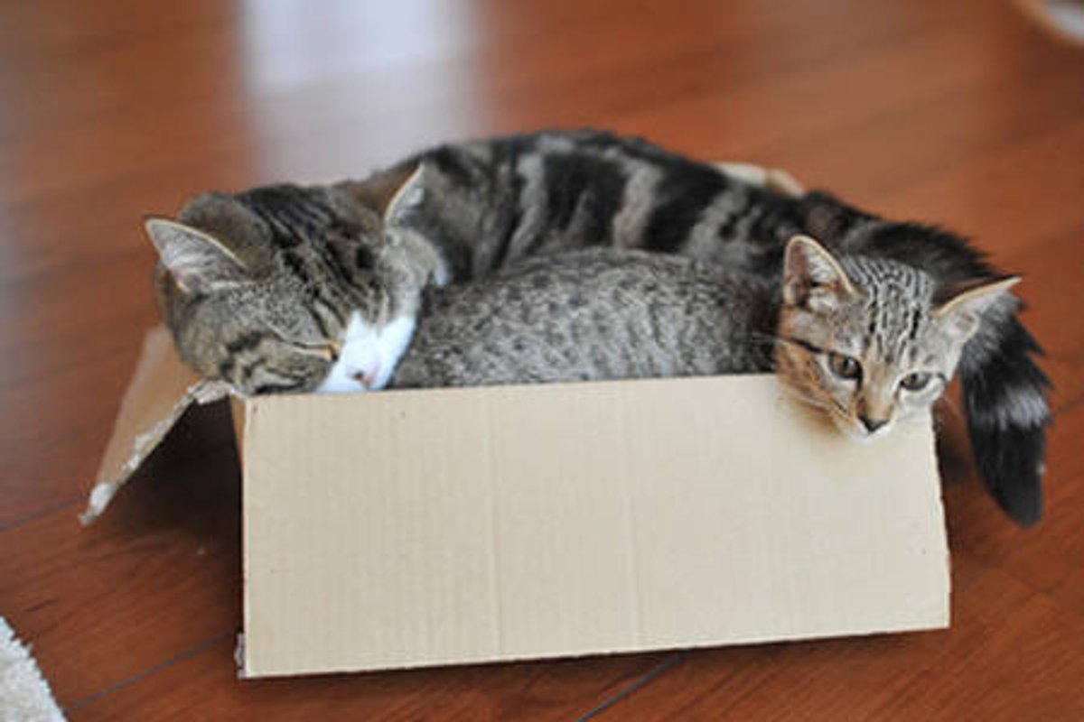 Maru And Hana