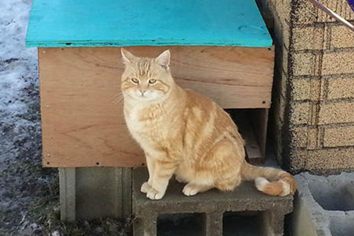 Cat Wanders In the Neighborhood Until He Finds Someone Who Saves Him