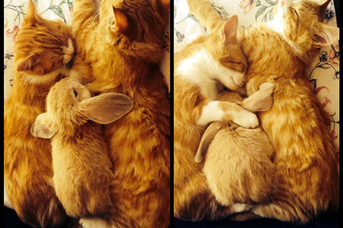 When Bunny Wants To Join A Cuddle Puddle
